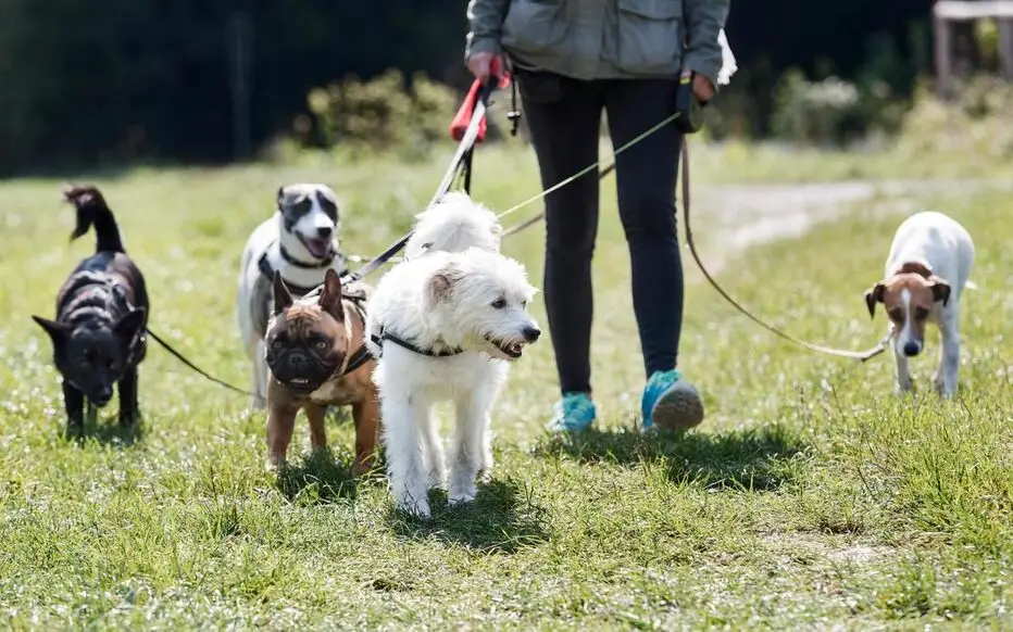 Groupe de chiens en promenade dans l'herbe avec leur accompagnatrice