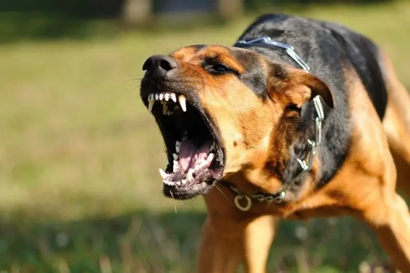 Chien qui aboie en montrant les dents