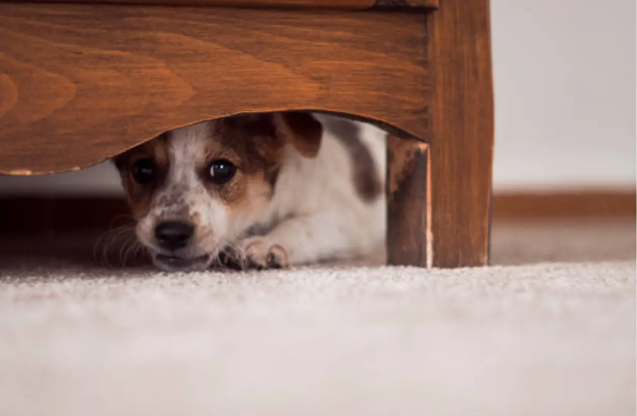 Chien craintif caché sous un meuble