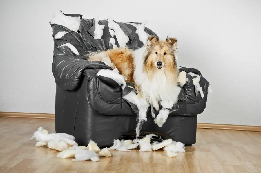 Chien couché sur un fauteuil qu'il a déchiqueté