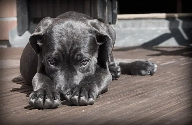 Chien couché, la tête entre les pattes, l'air inquiet