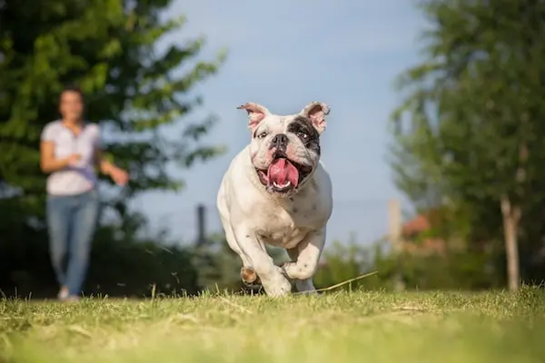 Chien qui court dans l'herbe vers sa maîtresse