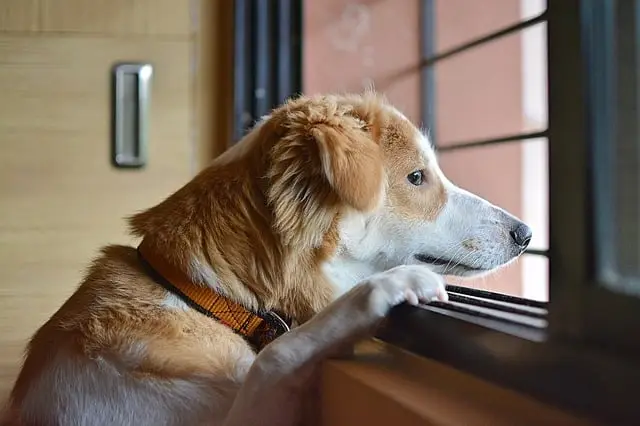 Chien qui regarde par la fenêtre en attendant son maître