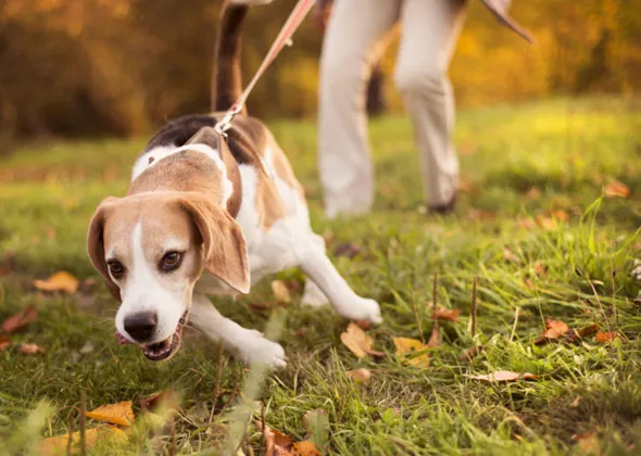 Chien qui tire sur sa laisse pendant une promenade