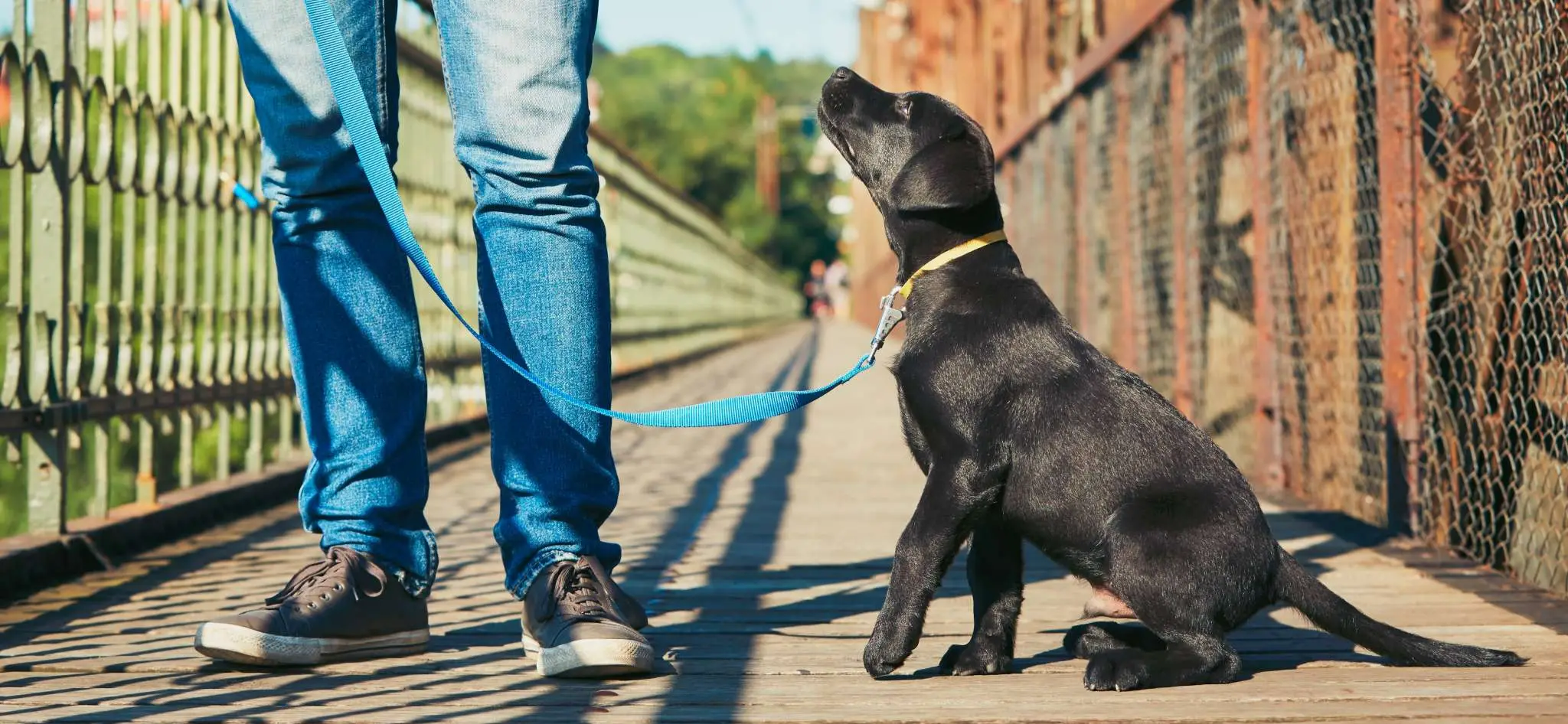 Jeune chien assis en laisse aux pieds de son maître